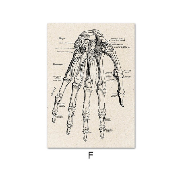 Human Anatomy Vintage Canvas Print